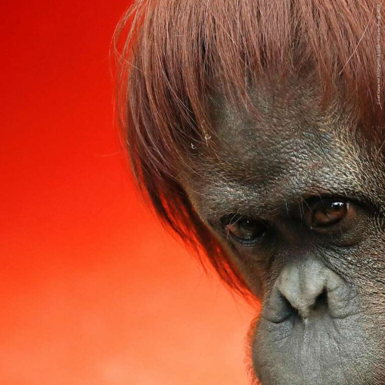 Read more about the article Funding for THE MONKEY, HUMAN